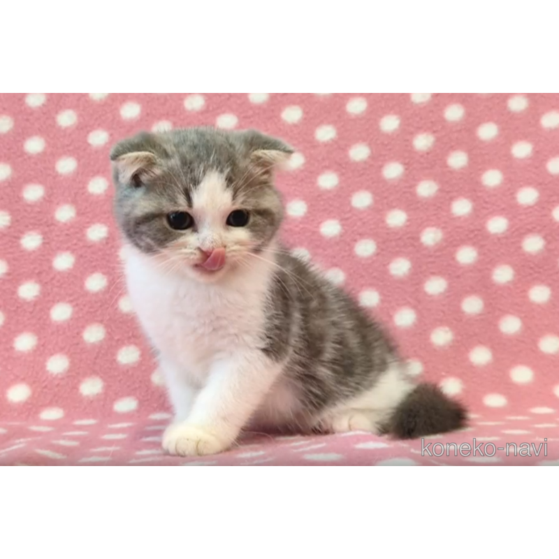 販売中の愛知県のスコティッシュフォールド(折れ耳)-121460の2枚目